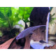 Eigenmannia virescens - poisson-couteau de verre 7-10cm