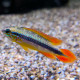 Apistogramma agassizi gold red LE COUPLE - Elevage Européen