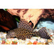 Pterygoplichthys gibbiceps - Pléco léopard 5-6cm