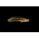 Polypterus endlicheri - Bichir sellé