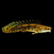 Polypterus endlicheri - Bichir sellé