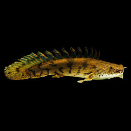 Polypterus endlicheri - Bichir sellé