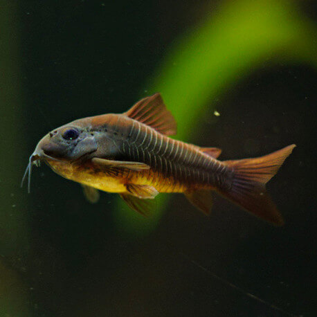 Corydoras sp. black Vénezuela