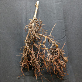 Racine Thaï Wood  - TW7