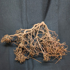 Racine Thaï Wood  - TW1