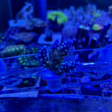 Acropora Valida Frag S