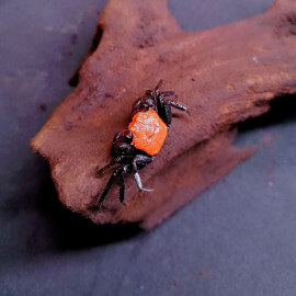 Geosesarma sp. Orange black leg - Mâle
