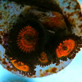 Zoanthus sp sunkissed