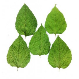 Feuilles de Mulberry Sèches - Nourriture pour crevettes