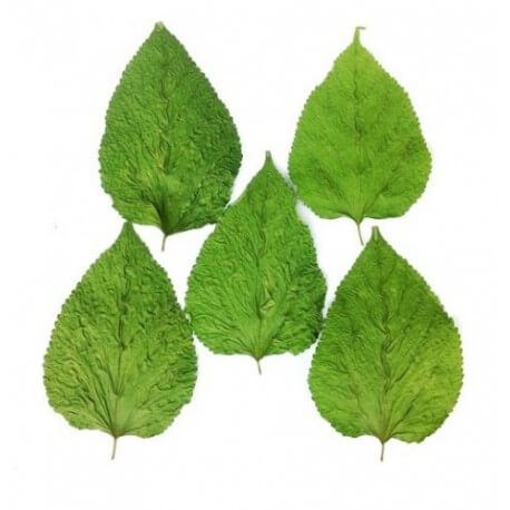 Feuilles de Mulberry Sèches - Nourriture pour crevettes