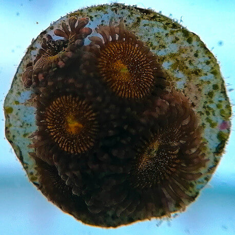 Zoanthus sp Mohawk