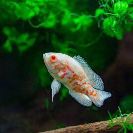 Astronotus ocellatus Albinos tiger 4-5cm