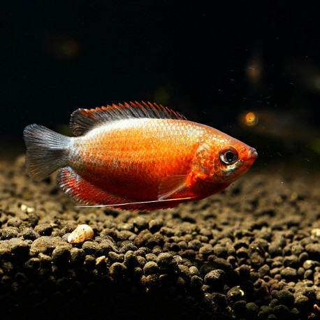 Trichogaster (Colisa) chuna red