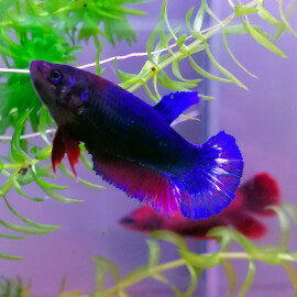 Betta splendens femelle plakat