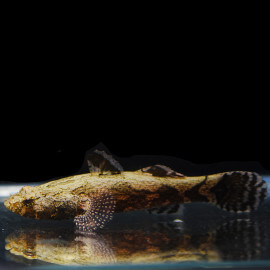 Oxyeleotris marmorata - gobie marbré  12-15cm
