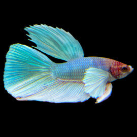 Betta mâle Super delta jumbo éléphant ears N°63