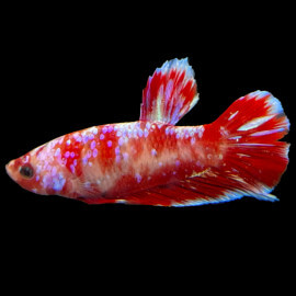 Betta mâle Plakat Galaxy HQ N°56
