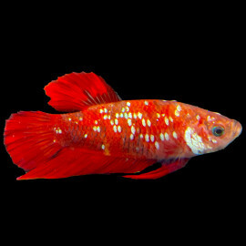Betta mâle Plakat Star Koï N°53