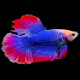 Betta mâle Halfmoon Thai Flag HQ N°52