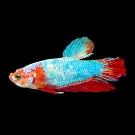 Betta mâle Fancy Plakat N°45