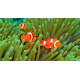 Amphiprion ocellaris - Poisson-clown à trois bandes S