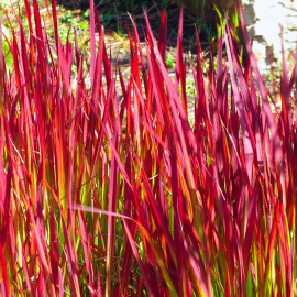 Imperata Red Baron - Herbe à sang japonaise POT DE 9cm