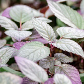 Hemiographis Silver Queen