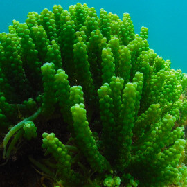 Caulerpa racemosa - Caulerpe raisin