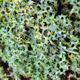 Caulerpa serrulata