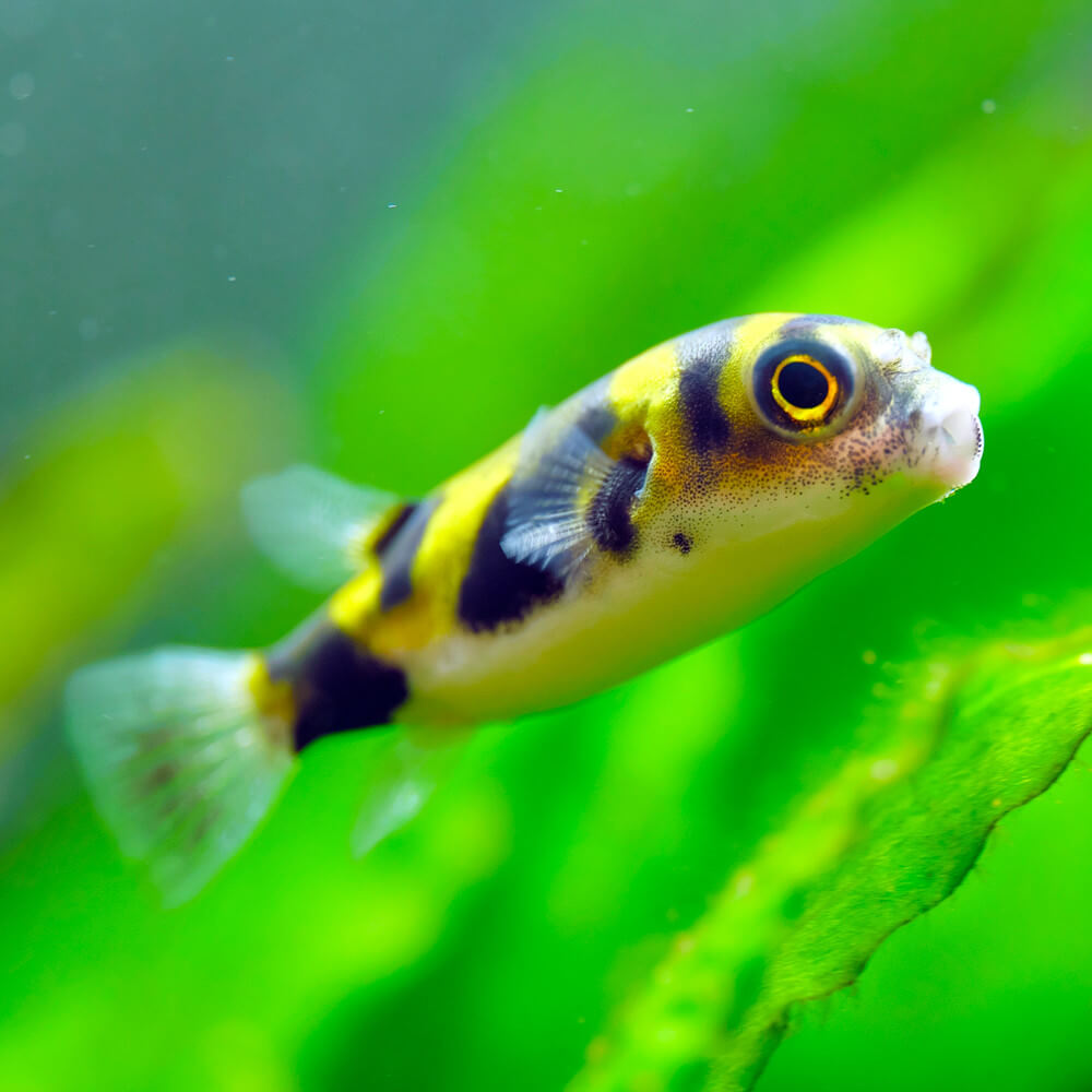 Poisson Eau Douce Aquarium Débutant • Les plus belles photos par Bonjour  Nature