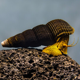 Escargot Tylomelania Yellow Rabbit (Indonésie)