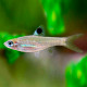 Rasbora dorsiocellata sp Sunset (Elevage semi-sauvage - Indonésie)