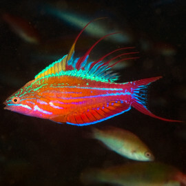 Paracheilinus filamentosus - poisson-arc-en-ciel à filaments M