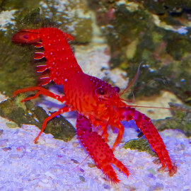 Enoplometopus occidentalis  - Homard rouge de récif