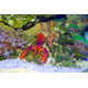 Enoplometopus debelius  - Homard violet / mauve de récif