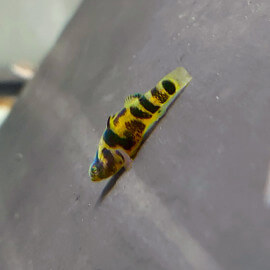 Brachygobius sp ocelot - Gobie abeille royal M