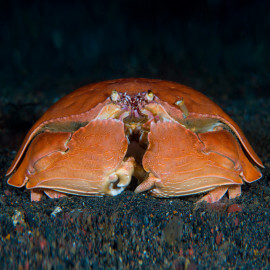 Calappa calappa spp - Crabe