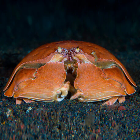 Calappa calappa spp - Crabe