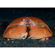 Calappa calappa spp - Crabe