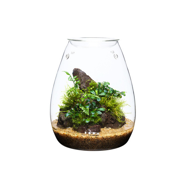 Aqua Terrarium - DOOA Glass Pot SHIZUKU
