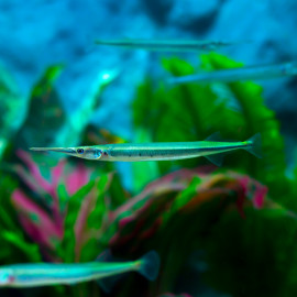 Xenentodon cancila -poisson-à-lame 10-15cm