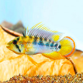 Apistogramma baenschi INCA LE COUPLE - Elevage Européen