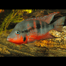 Thorichthys (Cichlasoma) meeki - Cichlidé à gorge de feu Couple reproducteur XL