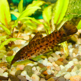 hoplosternum thoracatum - poisson-chat cuirassé