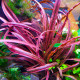 Cryptocoryne spiralis red