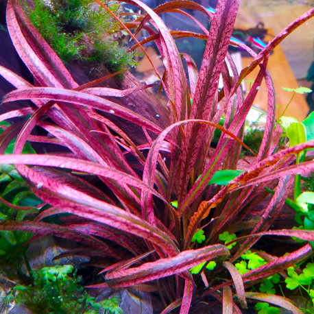 Cryptocoryne spiralis red
