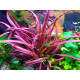 Cryptocoryne spiralis red