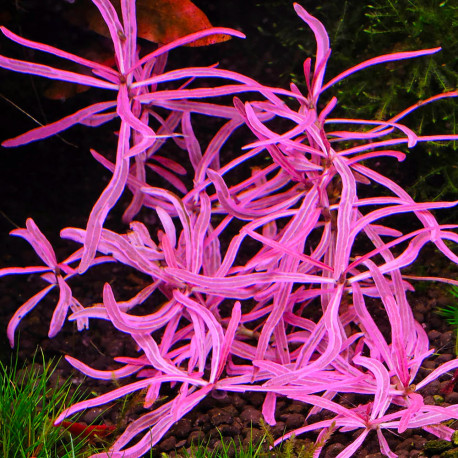 Hygrophila lancea 'Chai' IN VITRO