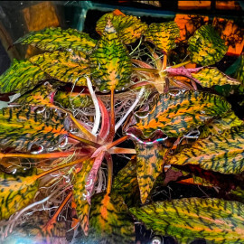 Cryptocoryne Nurii Pink Line