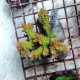 Acropora natalensis Rainbow ANR